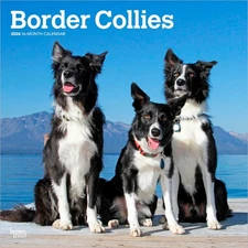Border Collies | 2026 12x24" (Hanging) Square Wall Calendar | Plastic-Free