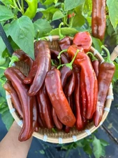 Ancient Sweet Chocolate Pepper Seeds 