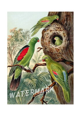 Parrots Vintage Illustration Crazy Quilting Cotton Fabric Block (3B