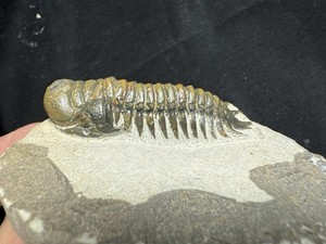 Colorful Crotalocephalus trilobite fossil Devonian Top quality 