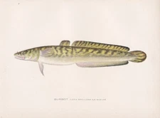 Original Antique Fish Print: Burbot by Sherman F. Denton 1907