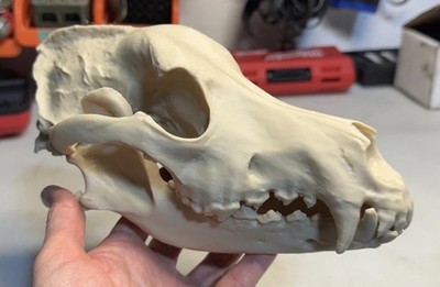 Hundeschädel 3D-gedruckt Veterinär Student Zahn Trainingshilfe Modell Nervenblöcke