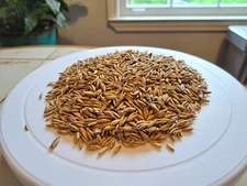 Oats (Avena sativa) - Quick-growing Cool Weather Cover Crop Seeds - ½ pound