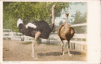 Animals - Ostriches - ''A Royal Pair'' - Flightless Bird