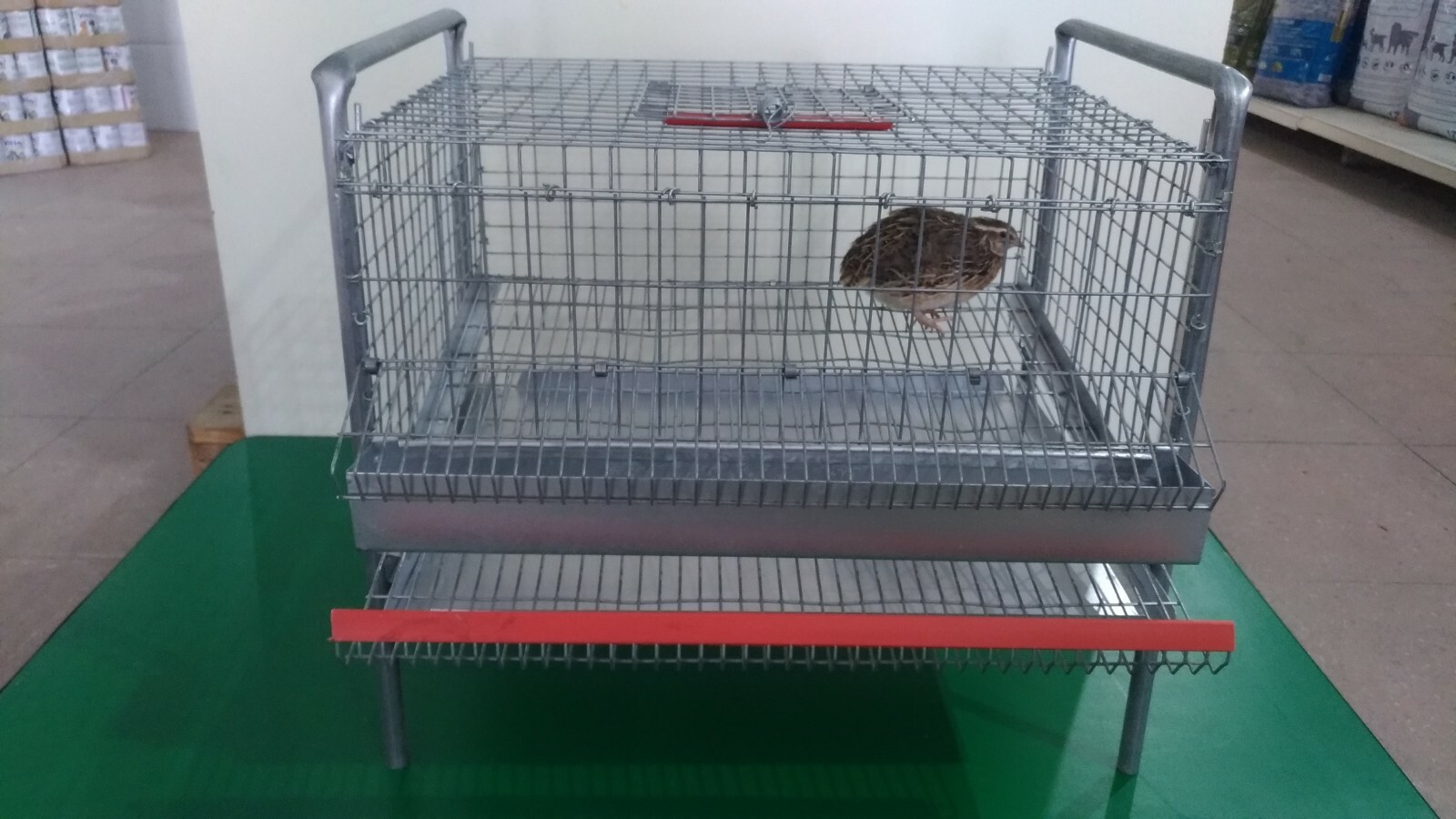 Gabbia per quaglie ovaiole senza piedi di rialzo Gabbia per quaglie ovaiole senza piedi di rialzo