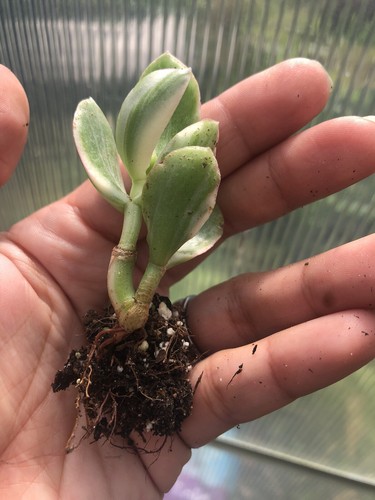 Crassula Ovata Variegated, Tricolour Jade Plant - Picture 7 of 8