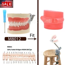US Dental Kilgore Nissin 200 Typodont Model 32PCS Teeth, Removable, Soft Gingiva