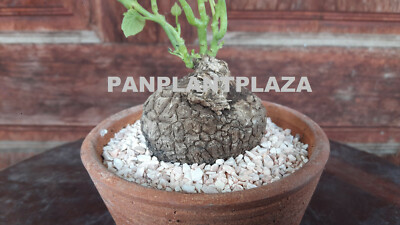 2 BULBS STEPHANIA SUBEROSA BLUME SPRENG PLANT RARE CAUDEX SUCCULENT BONSAI  | eBay