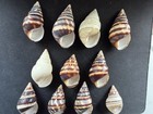 #EA02 Lot of 11 all different Liguus Fasciatus 37-52mm land snail shells — photo 2