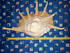 ## XL - grosse Lambis truncata - 34 cm - Riesenmuschel  - 0,9 kg - Deko Sammlung