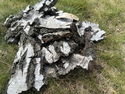 Natürliche Birkenrindenstücke - rustikale Walddeko - Terrarium & Basteln - 600g
