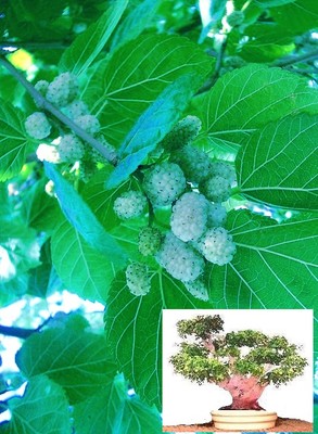 Weißer Maulbeerbaum für Garten & Blumentopf Winterhart mit Beeren