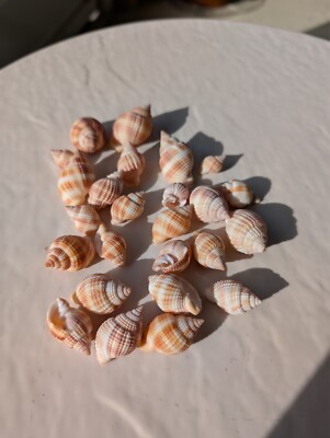 25 Different Sized Nutmeg Shells
