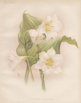 Amazonaslilie Amazon Lily Mexico Venezuela flower botany Robinson Lithographie