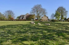 Photo 12x8 Teigh, Home Farm: Sheep grazing in a small field  c2017