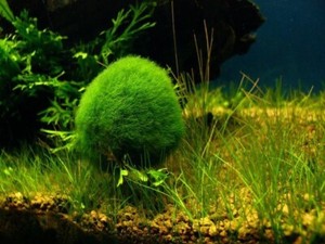 Marimo Moss Ball | eBay