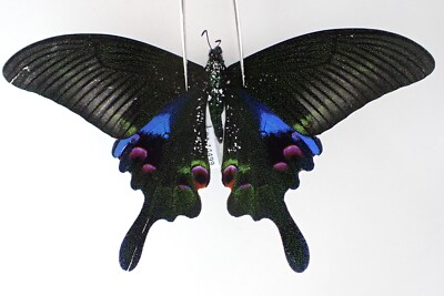 PA14499. Insects, butterflies: Papilio arcturus. North Vietnam.