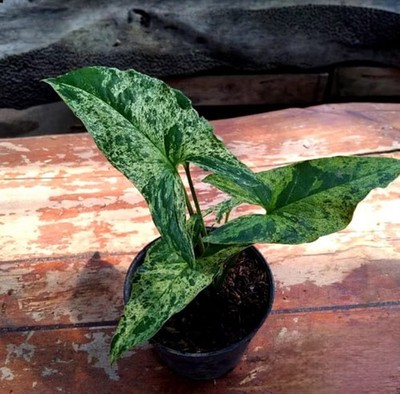 Syngonium Mojito Mottled Exotic Leaf Rare Unique