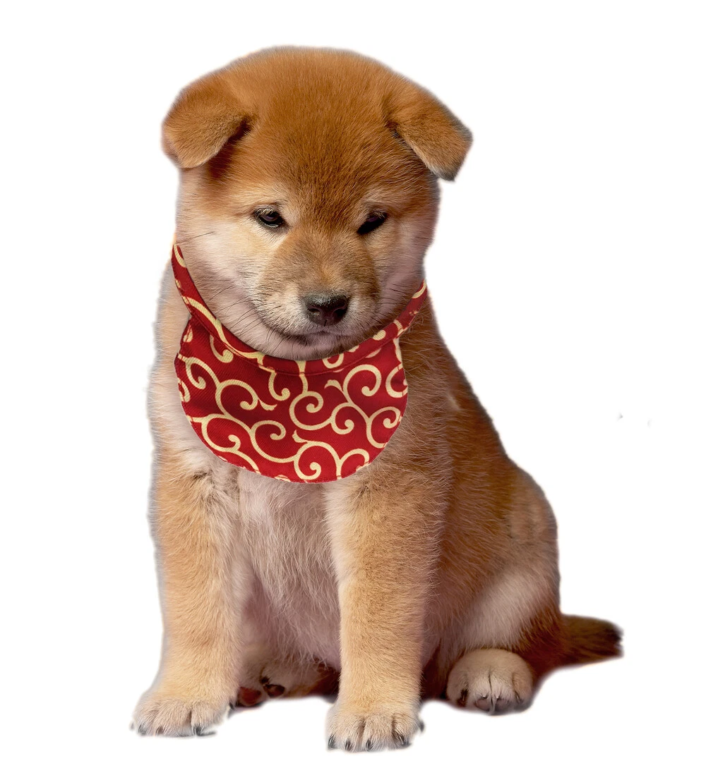Kawaii Shiba Inu Co. Karakusa Scarf/Bandana for Puppies/Small Dogs | eBay