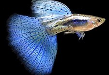 Pesci Tropicale Guppy