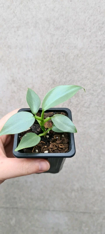 Philodendron Hastatum 39 Silver Sword 39 Plants Gumtree Australia Inner Sydney Rosebery 1254327790