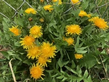 150+TRUE WILD &CLEAN!Dandelion FRESH SEEDS *Taraxacum Officinale *Medicinal Herb