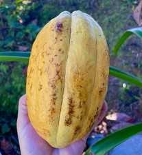 Yellow Cacao Pods Theobroma cacao   3 Fruits, 30  40 Seeds Each, Fresh Tropical