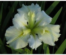Iris louisiana ?Arabian Bayou? - Marginal Pond Plants - MP051