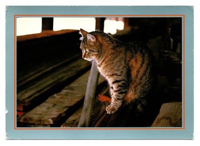 CPM: Tiger cat sitting on a pile of boards, photo P. Putelat