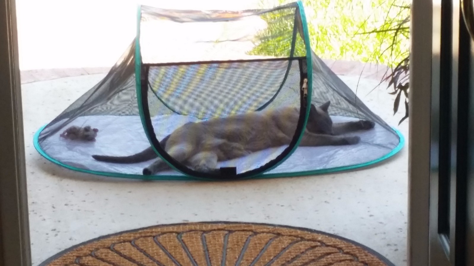 catio tent