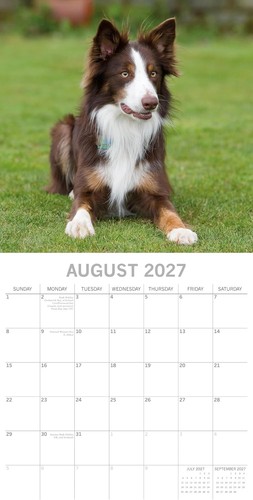 Border Collie Dog  "12  x 12" Square Wall Calendar 2027 - Afbeelding 3 van 3