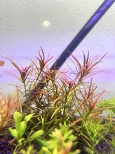 2 Stems Ludwigia Arcuata Needle Leaf Repens Red Live Aquarium  Mystery Plant 