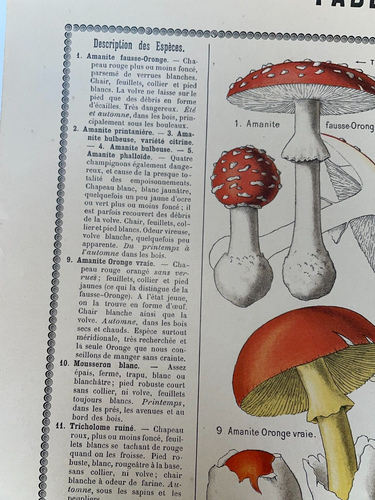 ESSBARE & GIFTIGE PILZE 1890 VON APREVAL ORIGINAL POSTER DRAEGER - Bild 13 von 24