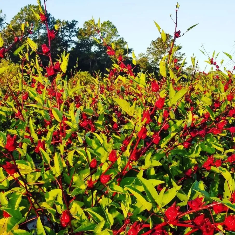 Red Roselle Starter Plant - 8in Tall - 4in Pot - Hibiscus Sabdariffa - Image 3 of 4
