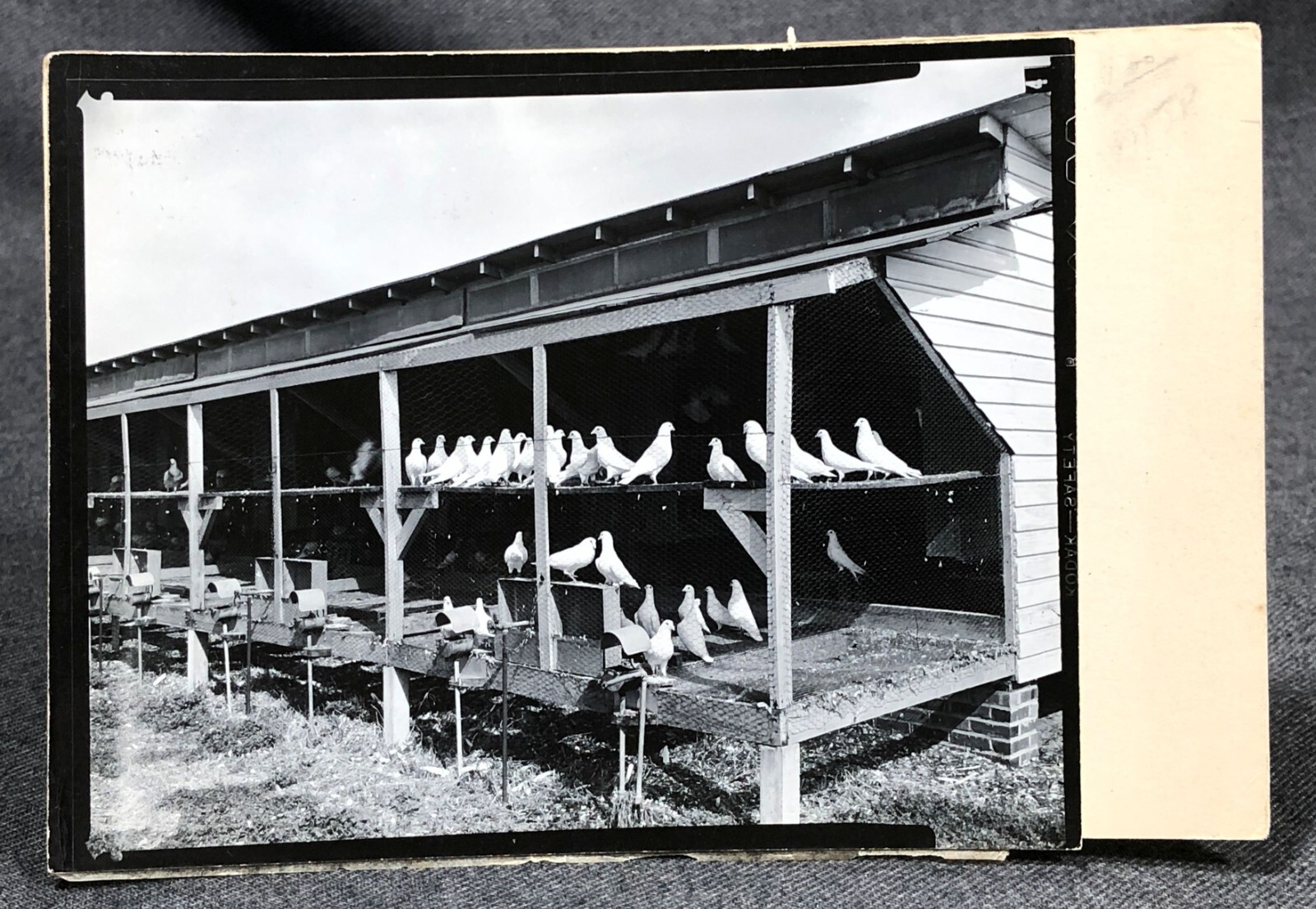 1951 Palmetto Pigeon Plant Sumter SC Farming Birds BW Photograph