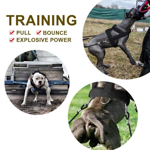 pitbull pulls on leash