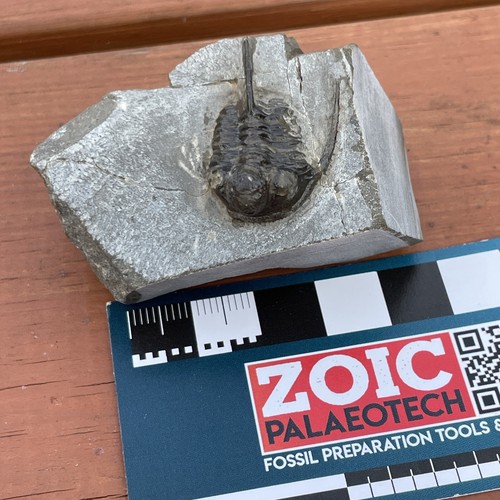Fossil Cyphaspis Trilobite, Devonian - Trilobite, Morocco - Picture 2 of 8