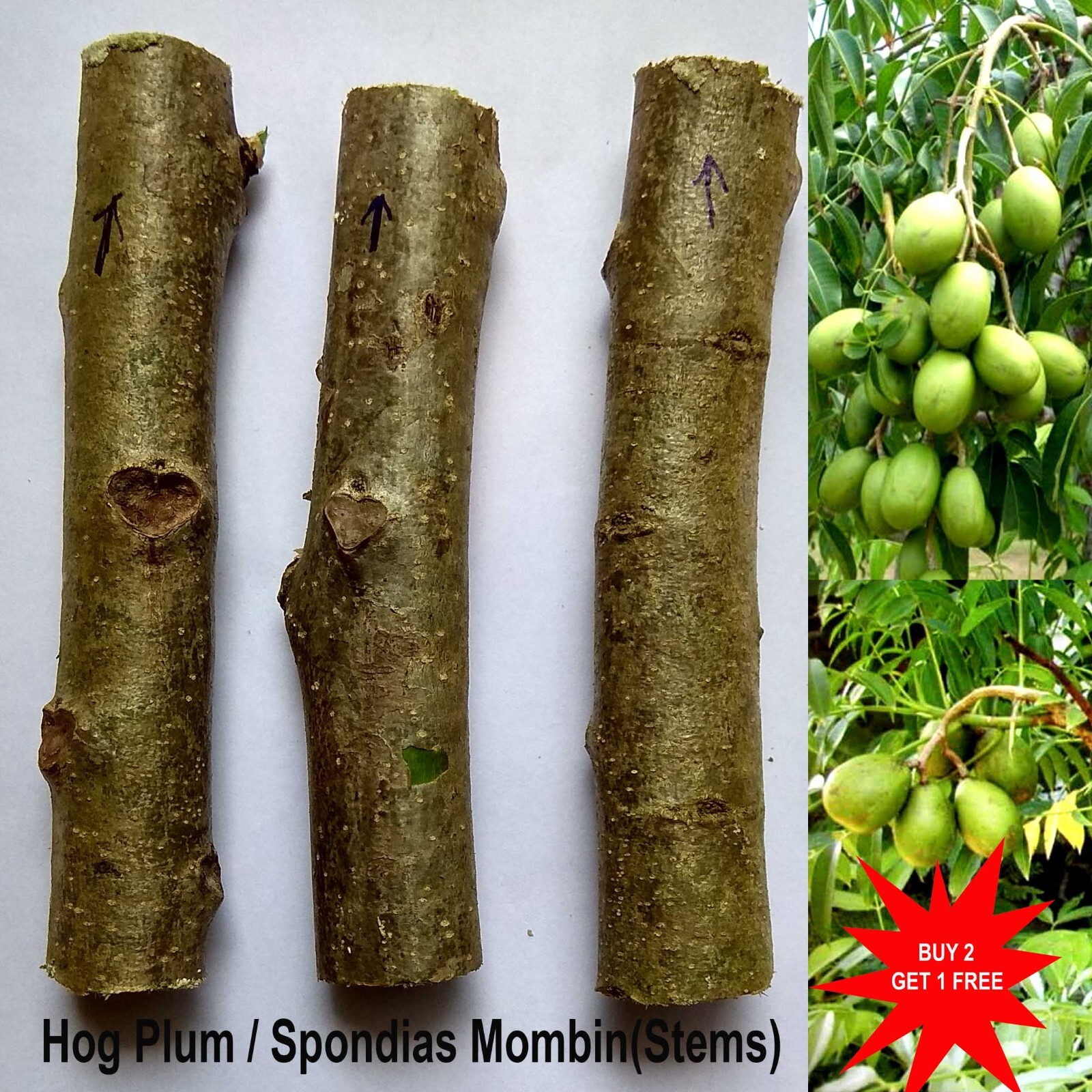 Hog Plum / Spanish Plum / Golden Apple / Spondias Mombin / Jobito