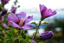 20 Graines Hibiscus syriacus Fleurs Violettes Hybiscus de Syrie Ketmie Althéa