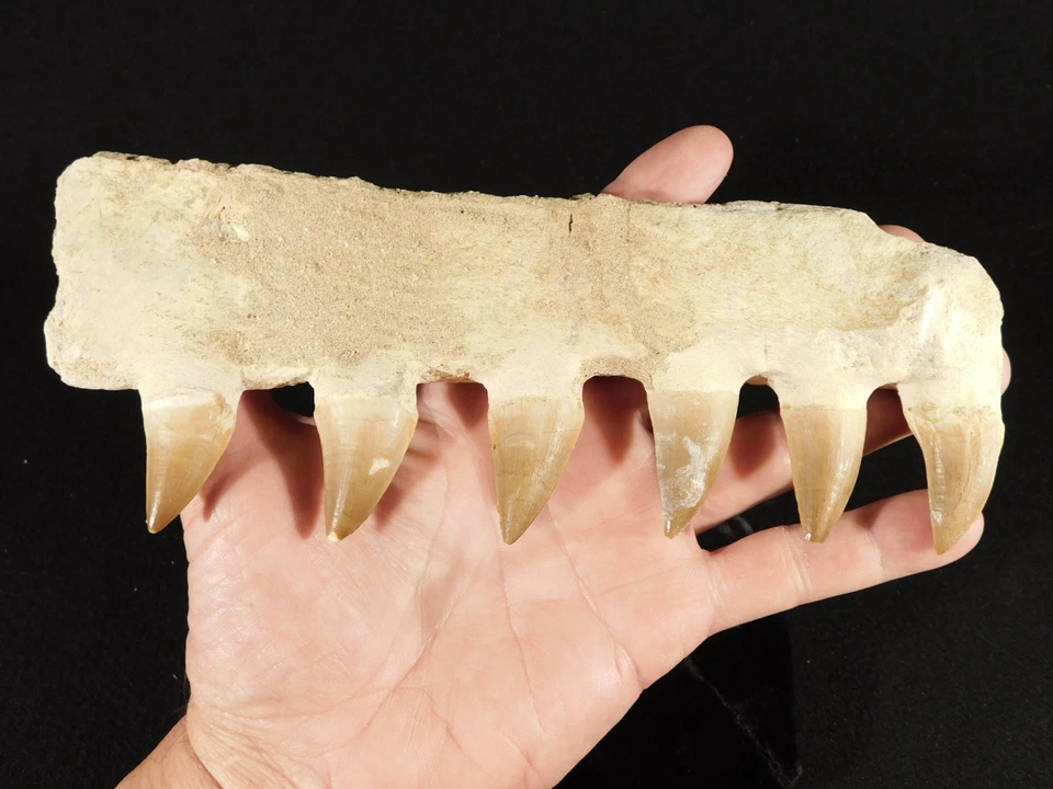 LONG! Mosasaurus Bone Fossil with SIX! TOOTH Fossils Morocco 273gr - Image 2 of 4