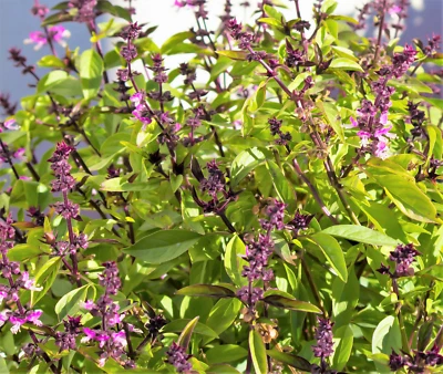 SEEDVILLE USA 1000 CINNAMON BASIL Ocimum Basilicum HERB Flower Seeds