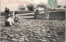 45 PITHIVIERS - saffron harvest - flower picking saffron trees.