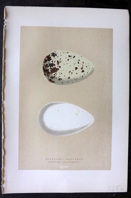 Morris 1896 Antique Bird Egg Print. Ringed Guillemot 207