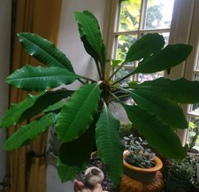 Madagascar Jewel 30cm Plant Euphorbia Leuconeura Rare Established Plant