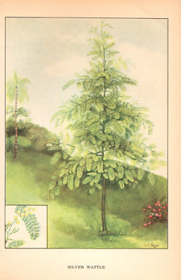 1926 Vintage TREES ''SILVER WATTLE'' GORGEOUS COLOR Art Print Lithograph