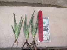 3  5"aloe plants  FREE SHIPPING