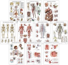 10 Pack - Anatomical Poster Set - LAMINATED - Muscular, Skeletal, Digestive, ...