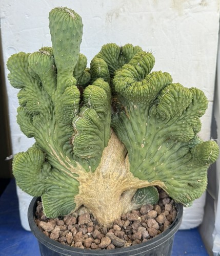 XLarge Cereus hildmannianus 'Wild Thing' Crestata Crested cactus Well Rooted - Picture 2 of 8