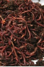 Live Red Wigglers Composting Worms, 1/2 lb (500 Count) Vermicomposting