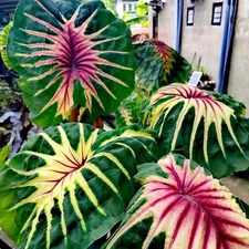 Colocasia Live Bulb Siren Sunmoon New Hybrid Free Phytosanitary Certificate